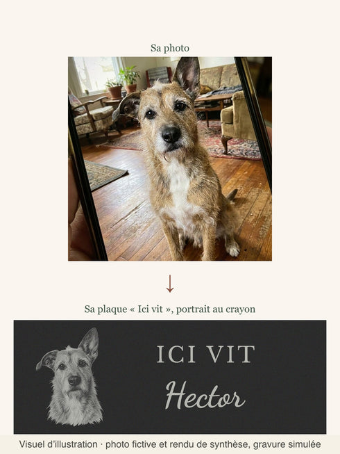 Visuel d’illustration : de la photo d’Hector (chien fictif) à sa plaque « Ici vit » gravée au crayon, rendu de synthèse