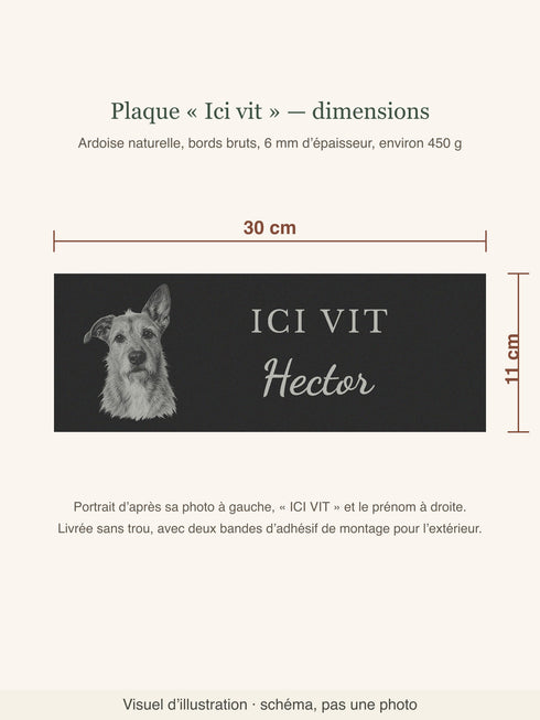 Schéma des dimensions de la plaque « Ici vit » : 30 × 11 cm, portrait à gauche, ICI VIT et prénom à droite, livrée sans trou avec deux bandes adhésives