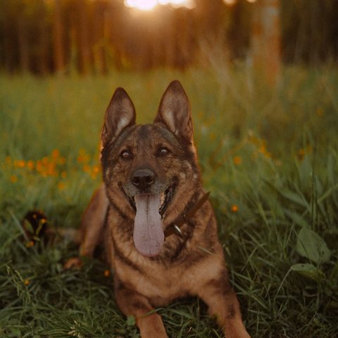 Photo de départ : berger allemand dans l’herbe