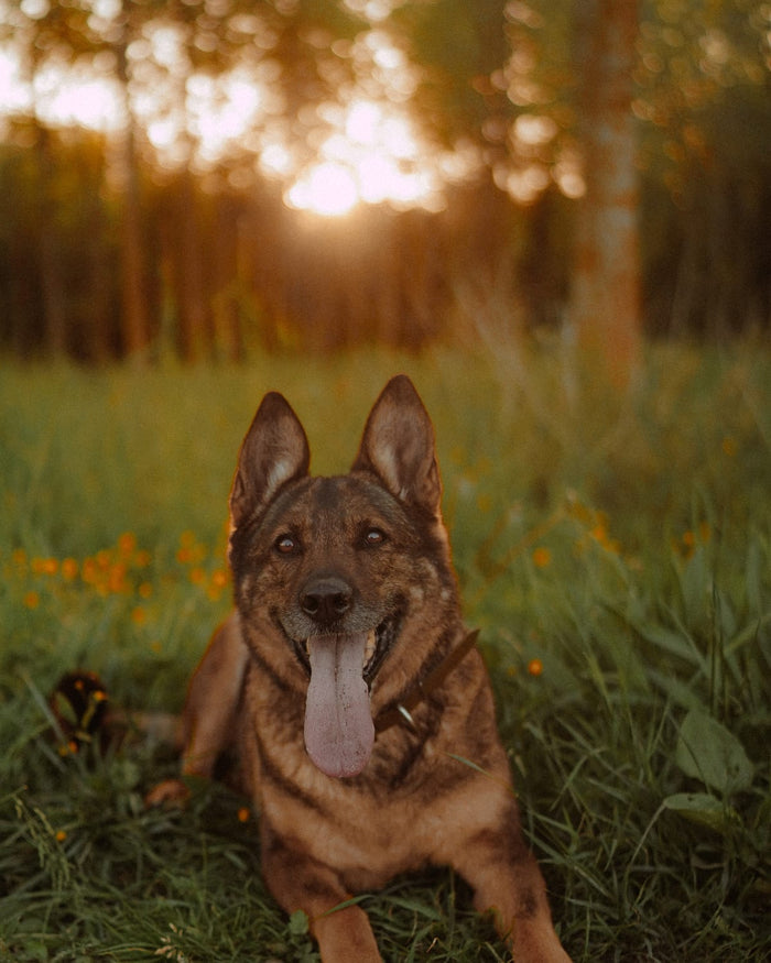 Caisy, berger allemand, couchée dans l'herbe au coucher du soleil